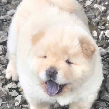 Chow chow prelepi krem stenci