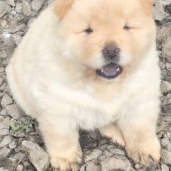 Chow chow prelepi krem stenci