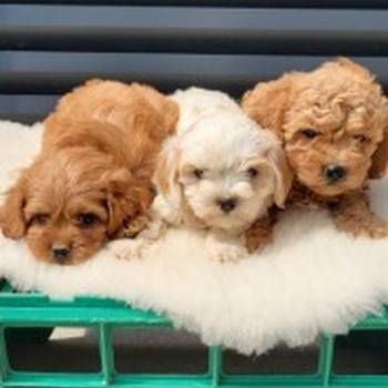 Maltipoo-Cavapoo Cavapo-Kavapu stenci