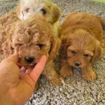 Maltipoo-Cavapoo Cavapo-Kavapu stenci