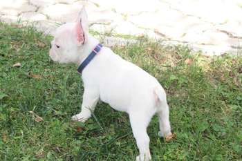 Francuski Buldog štenci