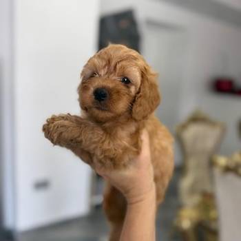 Goldendoodle prelepi štenci