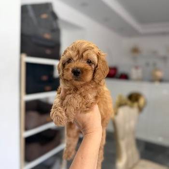 Goldendoodle prelepi štenci