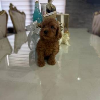 Goldendoodle stenci