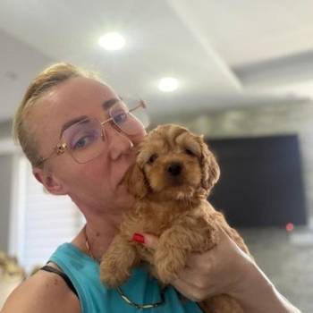 Goldendoodle stenci