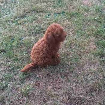 Crvena toy pudlica, žensko štene – staro 2,5 meseci