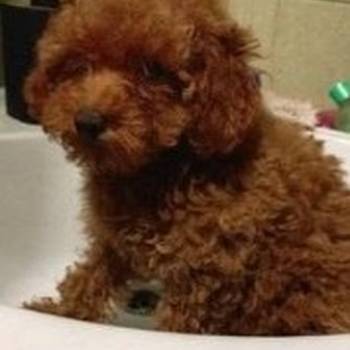 Štenci toy crvene pudle
