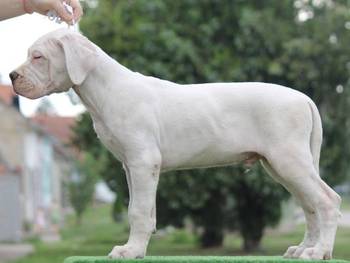Leglo dogo argentino štenaca