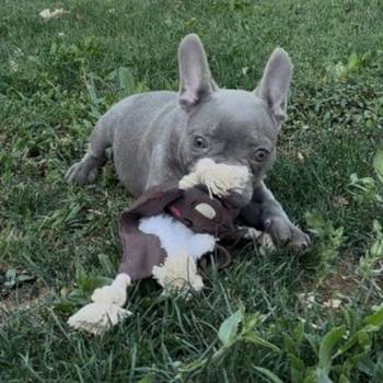 Francuski buldog stenci plave boje