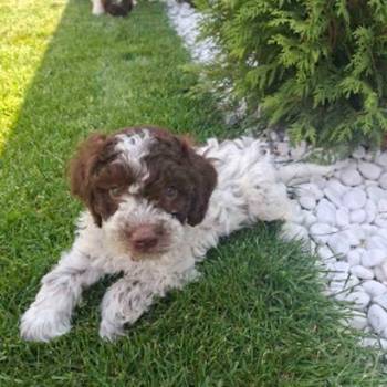 Lagotto Romagnolo – rezervacija stenaca