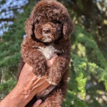 Lagotto Romagnolo – rezervacija stenaca