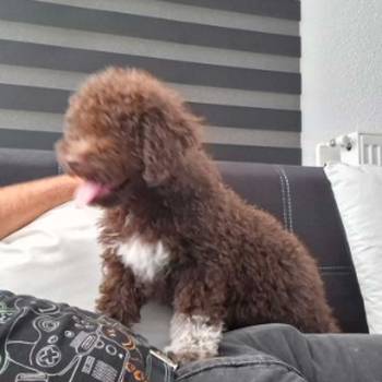 Lagotto Romagnolo – rezervacija stenaca