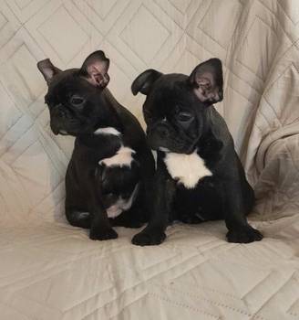 Francuski buldog zenkice