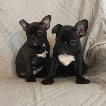 Francuski buldog zenkice