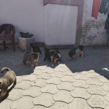 Americka Akita, štenci