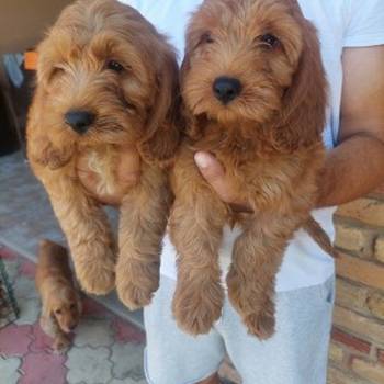 Cockapoo štenci