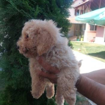 Cockapoo štenci