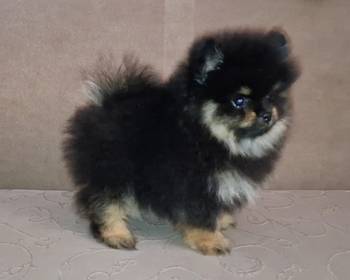 Pomeranac muzjak
