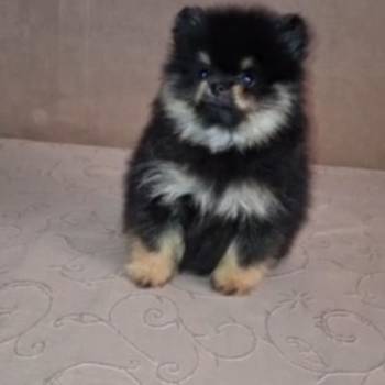 Pomeranac muzjak