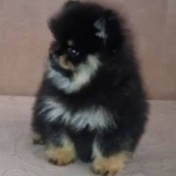 Pomeranac muzjak