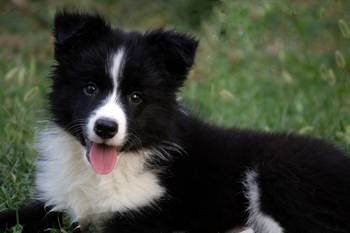 Border Collie - Border koli štenad