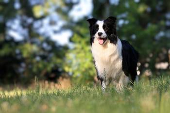 Border Collie - Border koli štenad