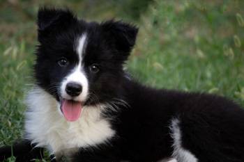Border Collie-Border koli štenad