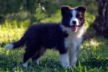 Border Collie-Border koli štenad