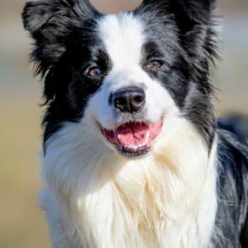 Border Collie-Border koli štenad