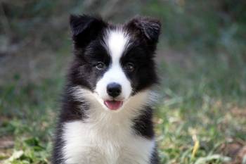 Border Collie-Border koli štenad