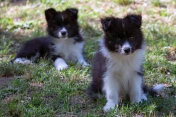 Border Collie-Border koli štenad