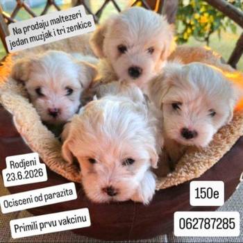 Na prodaju maltezeri Jedan mužjak i tri ženkice