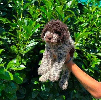 Lagotto Romagnolo štenci