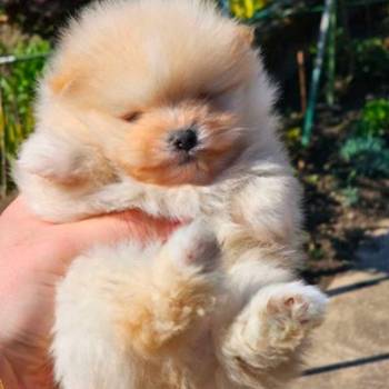 Najlepsi Pomeranci Boo samo u Pom_Hash_Starsu