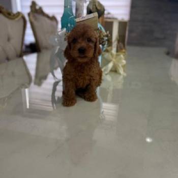 Goldendoodle prelepi štenci