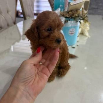 Goldendoodle prelepi štenci