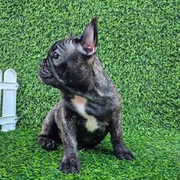 Francuski buldog