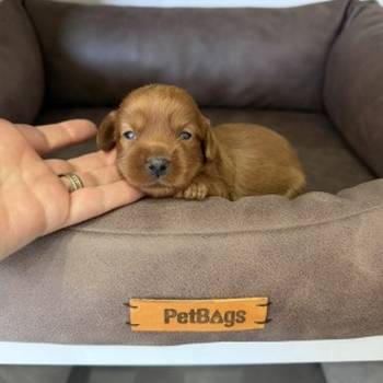 Cocapoo štenci