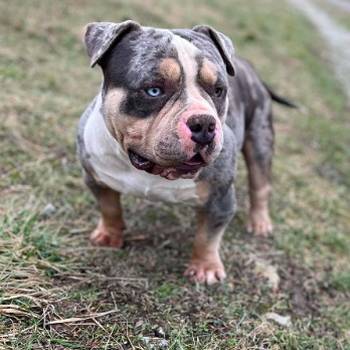 American bully pocket mužjak i ženka na prodaju