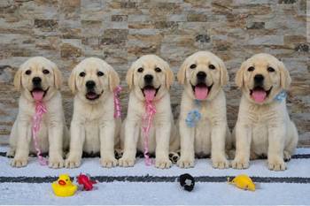 Labrador retriver štenci, prelepi