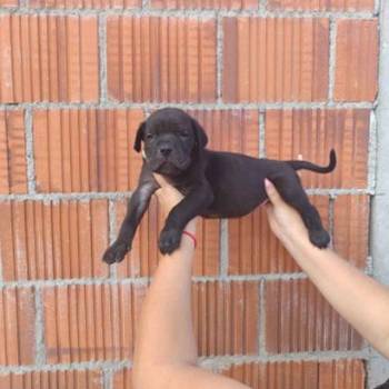 Cane Corso štenci šampionskog porekla!