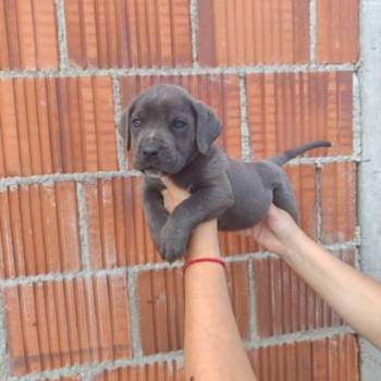 Cane Corso štenci šampionskog porekla!