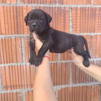 Cane Corso štenci šampionskog porekla!