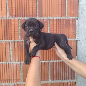 Cane Corso štenci šampionskog porekla!