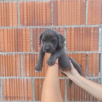 Cane Corso štenci šampionskog porekla!