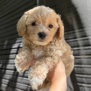 Maltipoo kucici