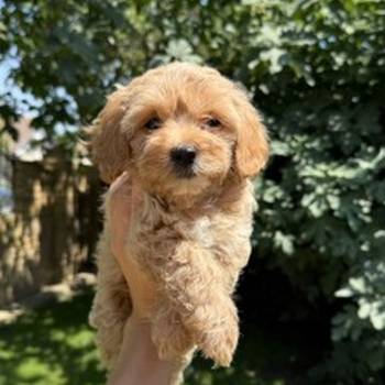 Maltipoo kucici