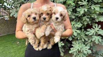 Maltipoo kucici