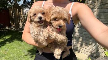 Maltipoo kucici