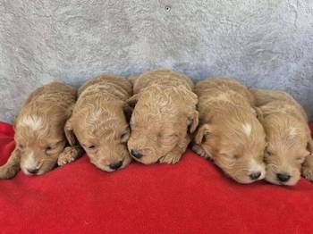 Maltipoo štenci, prelepe bebe
